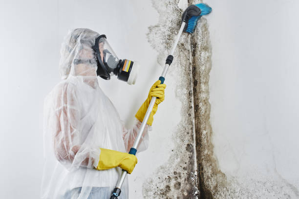 Best Toxic Mold Removal  in Oak Grove, LA