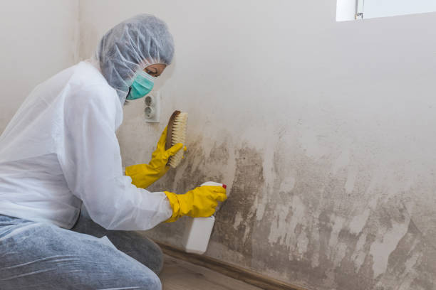 Professional Mold Removal in Oak Grove, LA