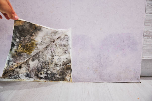 Professional Mold Removal in Oak Grove, LA